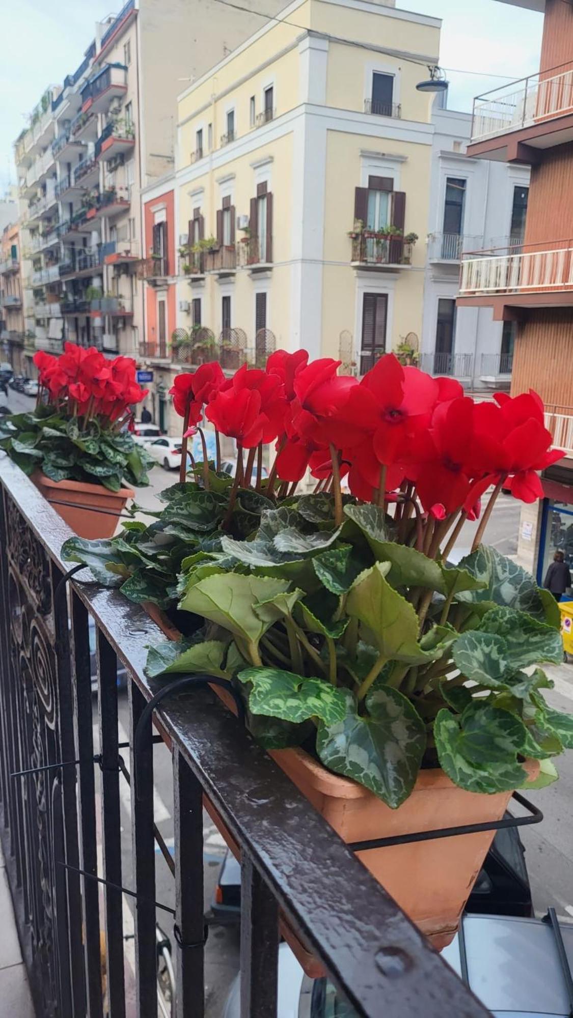 Volare House Daire Bari Dış mekan fotoğraf