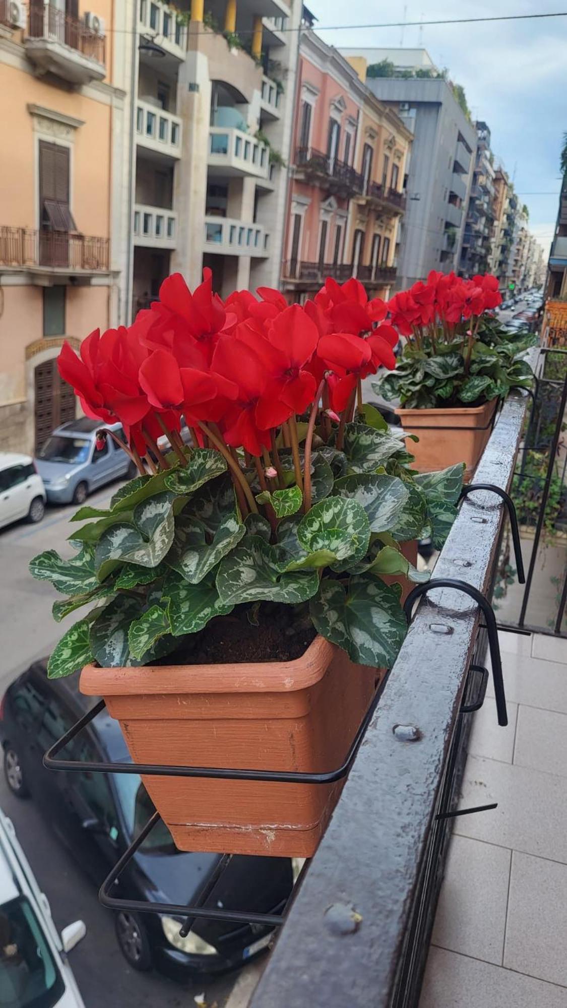 Volare House Daire Bari Dış mekan fotoğraf